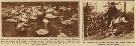 873904 Collage van 2 foto's betreffende het transport van de stadszwanen naar de vijver in Park Oog in Al in Utrecht, ...